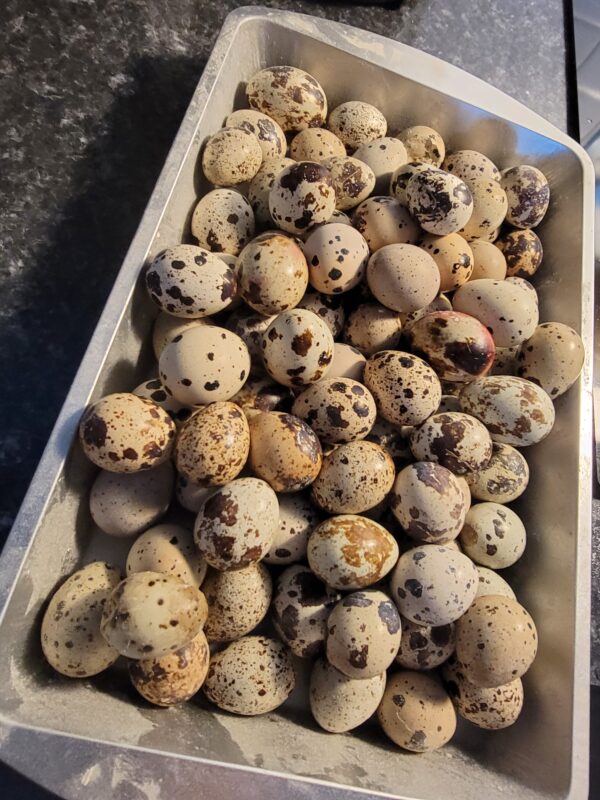 a tray full of quail eggs
