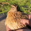 Male jumbo coturnix quail looking at the camera