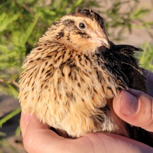 female jumbo coturnix quail looking right