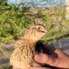 female jumbo coturnix quail looking right mouth open