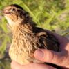female jumbo coturnix quail looking left mouth open