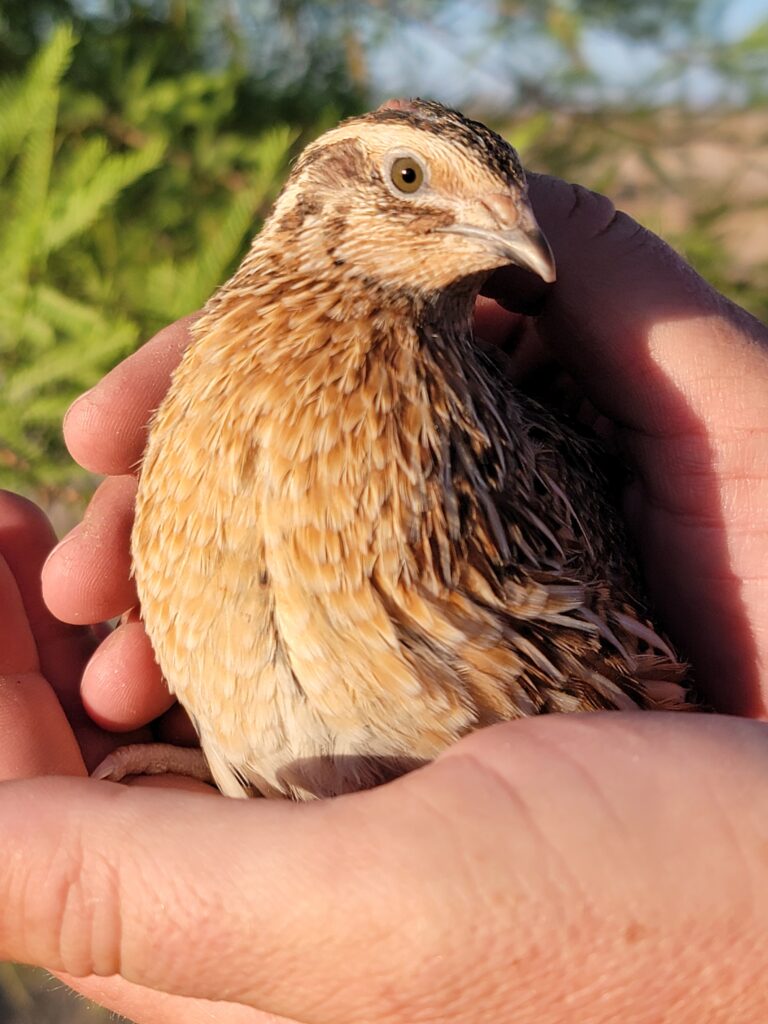 male coturnix standard quail looking right